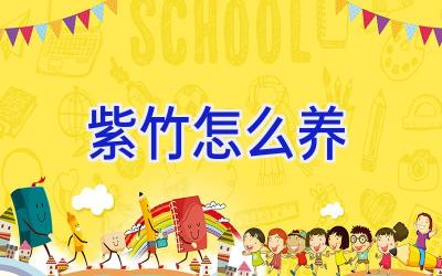 紫竹怎么养插图 紫竹怎么养插图