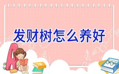 发财树怎么养好插图 发财树怎么养好插图