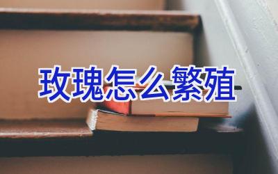 玫瑰怎么繁殖插图 玫瑰怎么繁殖插图