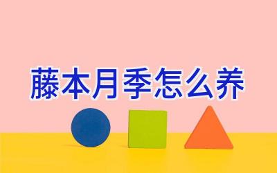 藤本月季怎么养插图