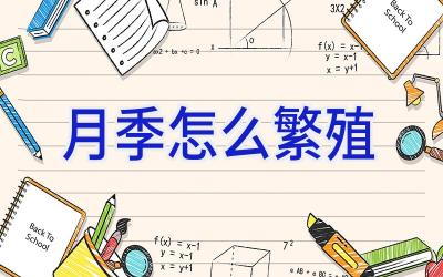 月季怎么繁殖插图