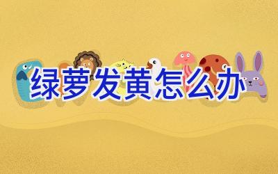绿萝发黄怎么办插图 绿萝发黄怎么办插图