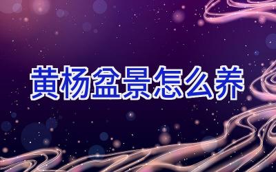 黄杨盆景怎么养插图 黄杨盆景怎么养插图