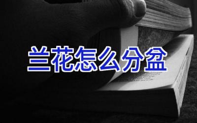 兰花怎么分盆插图 兰花怎么分盆插图