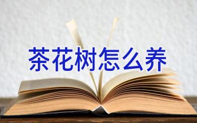 茶花树怎么养插图