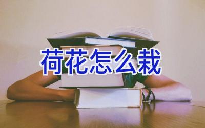 荷花怎么栽插图 荷花怎么栽插图