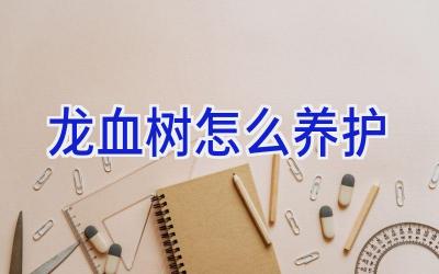 龙血树怎么养护插图