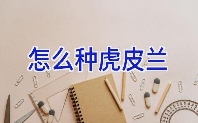 怎么种虎皮兰插图 怎么种虎皮兰插图