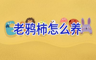 老鸦柿怎么养插图 老鸦柿怎么养插图