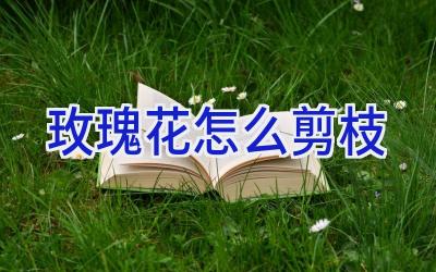 玫瑰花怎么剪枝插图