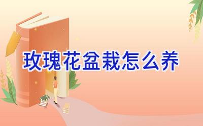 玫瑰花盆栽怎么养插图 玫瑰花盆栽怎么养插图