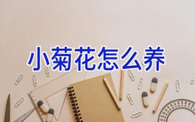 小菊花怎么养插图