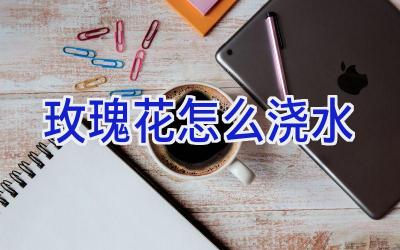 玫瑰花怎么浇水插图 玫瑰花怎么浇水插图