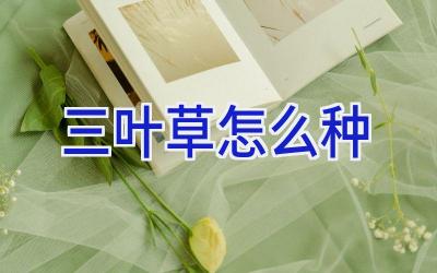 三叶草怎么种插图 三叶草怎么种插图