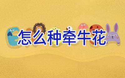 怎么种牵牛花插图