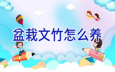 盆栽文竹怎么养插图 盆栽文竹怎么养插图