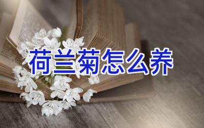 荷兰菊怎么养插图 荷兰菊怎么养插图