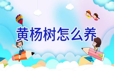 黄杨树怎么养插图