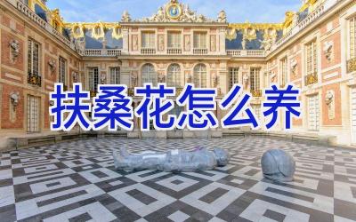 扶桑花怎么养插图 扶桑花怎么养插图