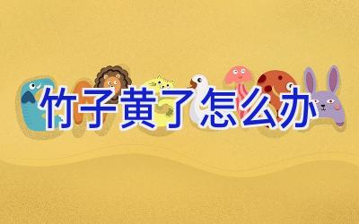 竹子黄了怎么办插图 竹子黄了怎么办插图