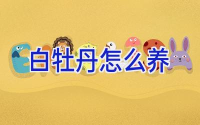 白牡丹怎么养插图 白牡丹怎么养插图