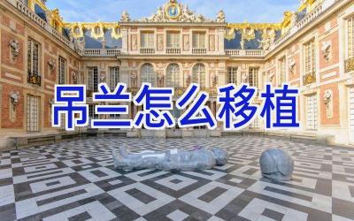 吊兰怎么移植插图 吊兰怎么移植插图