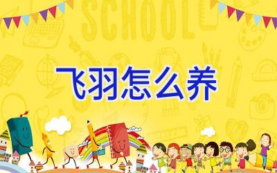 飞羽怎么养插图 飞羽怎么养插图