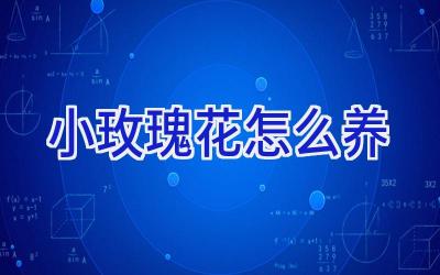 小玫瑰花怎么养插图