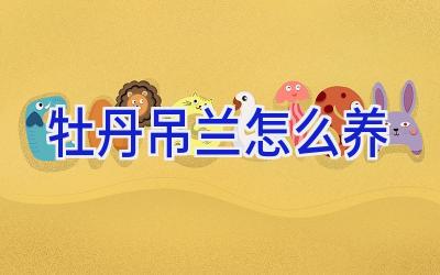 牡丹吊兰怎么养插图