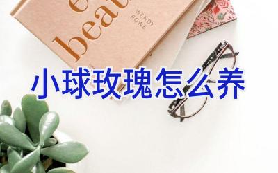 小球玫瑰怎么养插图