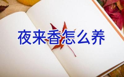 夜来香怎么养插图