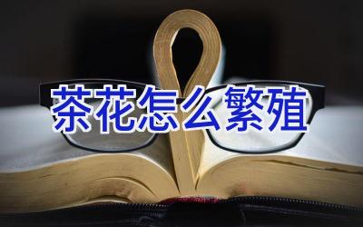 茶花怎么繁殖插图