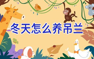 冬天怎么养吊兰插图