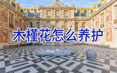 木槿花怎么养护插图 木槿花怎么养护插图