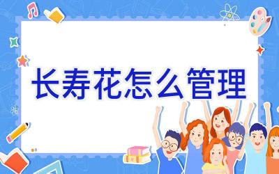 长寿花怎么管理插图 长寿花怎么管理插图