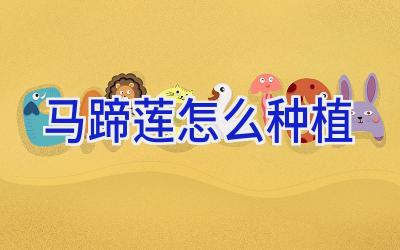 马蹄莲怎么种植插图