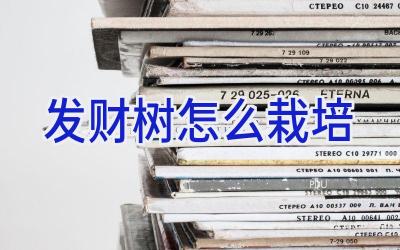 发财树怎么栽培插图 发财树怎么栽培插图