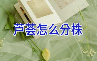 芦荟怎么分株插图