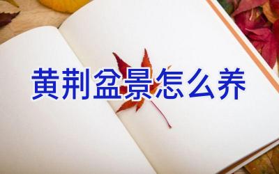 黄荆盆景怎么养插图 黄荆盆景怎么养插图