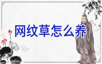 网纹草怎么养插图