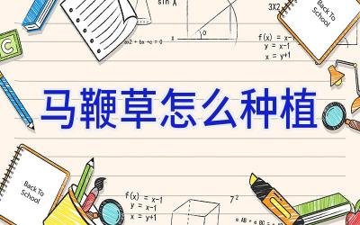 马鞭草怎么种植插图 马鞭草怎么种植插图