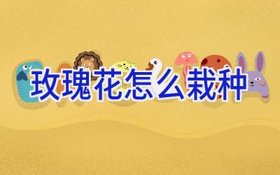 玫瑰花怎么栽种插图 玫瑰花怎么栽种插图