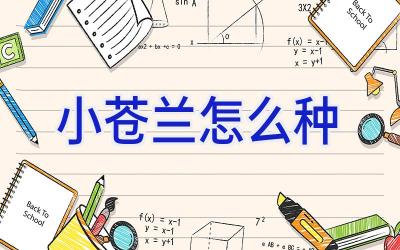 小苍兰怎么种插图