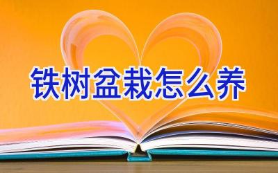 铁树盆栽怎么养插图