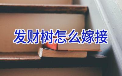 发财树怎么嫁接插图 发财树怎么嫁接插图