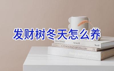 发财树冬天怎么养插图 发财树冬天怎么养插图