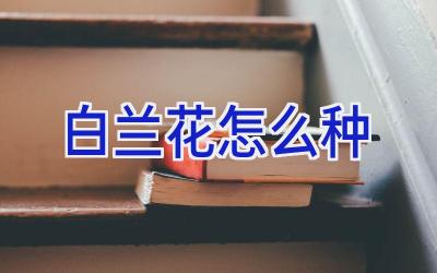 白兰花怎么种插图