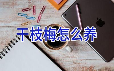 干枝梅怎么养插图 干枝梅怎么养插图