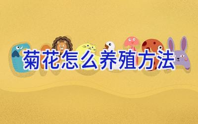 菊花怎么养殖方法插图