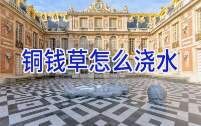 铜钱草怎么浇水插图